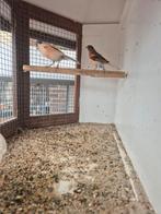 portugese harlekijn kopel, Dieren en Toebehoren, Mannelijk, Tropenvogel