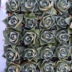 Agave pixie   20 plants, Overige soorten, Ophalen of Verzenden, Minder dan 100 cm, Bloeiende kamerplant