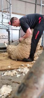 Schapen scheren