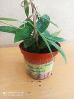 Hoya Gracilles potmaat 8 nummer H449, Ophalen of Verzenden, Halfschaduw, Minder dan 100 cm
