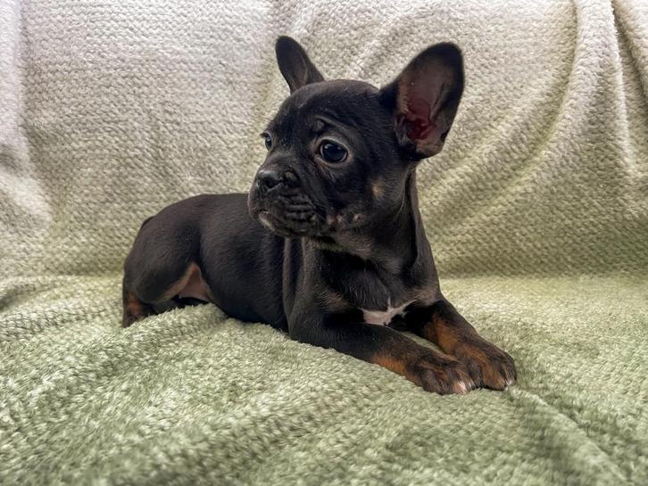 Franse bulldog pups met arfe stamboom, Dieren en Toebehoren, Honden | Bulldogs, Pinschers en Molossers, Teef, Bulldog, Particulier