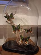 Grote stolp Vlinders vlinder, Ophalen of Verzenden, Nieuw