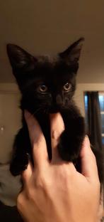 Mooie kater, Dieren en Toebehoren, Kater