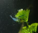 Blue Jelly Garnalen Neocaridina, Kreeft, Krab of Garnaal, Zoetwatervis