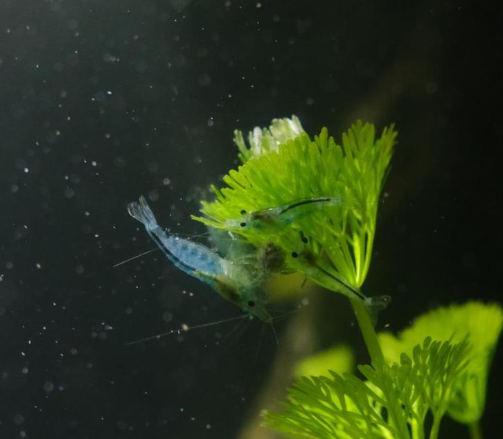 Blue Jelly Garnalen Neocaridina, Dieren en Toebehoren, Vissen | Aquariumvissen, Zoetwatervis, Kreeft, Krab of Garnaal