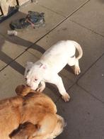 Bully XL Pups, Parvo, Reu, 8 tot 15 weken, Bulldog