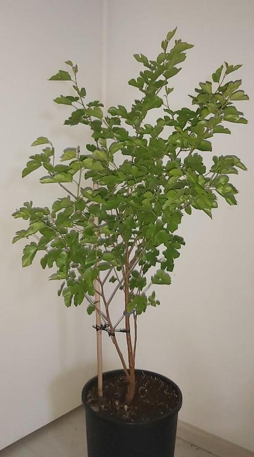 Moerbei (wit), Tuin en Terras, Planten | Fruitbomen, Overige soorten, 100 tot 250 cm, Volle zon, Zomer, Ophalen of Verzenden