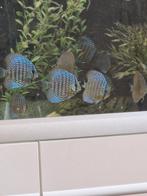 Discus vissen  8 cm  22.50   per stuk, Vis
