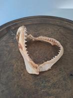 Haaienkaak met tanden - Uniek Decoratieobject, Verzamelen, Ophalen of Verzenden, Opgezet dier