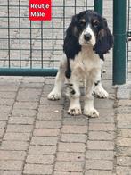 engelse cocker pups, Dieren en Toebehoren, België, Rabiës (hondsdolheid), 15 weken tot 1 jaar, Meerdere