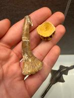 Onchopristis tand en wervel - 7cm, Ophalen of Verzenden, Fossiel