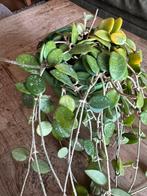 Hoya Mathilde, Ophalen of Verzenden, Halfschaduw, Minder dan 100 cm