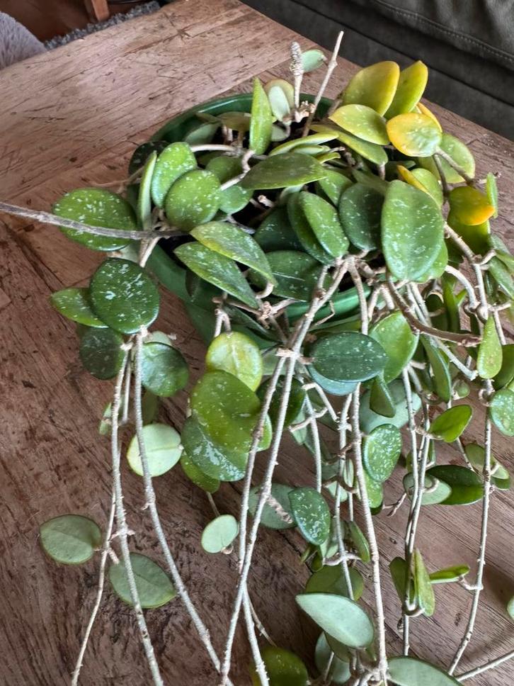 Hoya Mathilde, Huis en Inrichting, Kamerplanten, Minder dan 100 cm, Halfschaduw, Ophalen of Verzenden