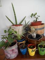 10 groene kamerplanten + bloempotten, Huis en Inrichting, Kamerplanten, Ophalen, Overige soorten, Halfschaduw, In pot