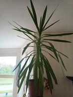 Yucca kamerplant, Huis en Inrichting, Overige soorten, Minder dan 100 cm, Ophalen of Verzenden, Halfschaduw