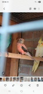 Kopen of ruilen bourkes om onverwant te maken, Dieren en Toebehoren, Vogels | Parkieten en Papegaaien, Meerdere dieren, Parkiet