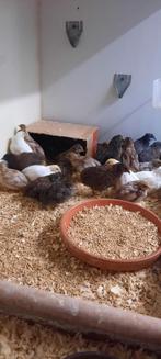 Te koop div chinese dwergkwartels, Meerdere dieren, Tropenvogel