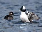 Buffelkopeenden, Dieren en Toebehoren, Pluimvee, Meerdere dieren, Eend