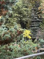 Tuinhulp gezocht in Midden-Limburg, Tuinonderhoud of Snoeiwerk