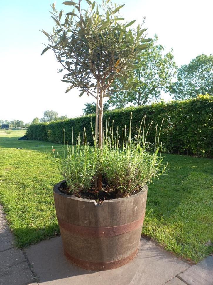 Kleine EikenhouteBloembak Whiskeyvat 32 liter laatste stuks, Tuin en Terras, Bloembakken en Plantenbakken, Nieuw, Hout, Balkon