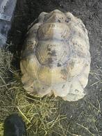 Femelles repro tortues sulcata, Dieren en Toebehoren, Reptielen en Amfibieën, 0 tot 2 jaar