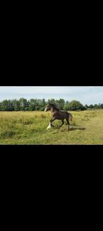 Lieve mooie jaarling Tinker hengst, Gechipt, Minder dan 160 cm, Niet van toepassing, 0 tot 2 jaar