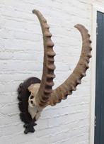 Hoorns ALPEN STEENBOK (Capra ibex) op schild - gewei, Verzamelen, Dierenverzamelingen, Ophalen, Gebruikt, Wild dier, Gewei of Kop