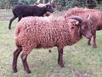 ouessant stamboek rammen en ooien te koop, Dieren en Toebehoren, Schapen, Geiten en Varkens, Meerdere dieren, Schaap, 0 tot 2 jaar