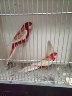 Koppel rubino rossela, Dieren en Toebehoren, Meerdere dieren, Parkiet