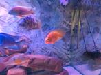 Malawi cichlid, Dieren en Toebehoren, Vissen | Aquariumvissen, Vis