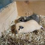 Cavia zeugjes, Dieren en Toebehoren, Knaagdieren, Mei, Vrouwelijk, Cavia