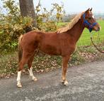 Mooie correcte welsh pony, Gechipt, Ruin, Dressuurpony, 0 tot 2 jaar