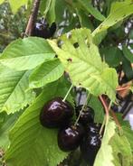 Biologische kersenboompjes zoete kers zomer Lentse grond, Tuin en Terras, Planten | Fruitbomen, Minder dan 100 cm, Lente, Volle zon