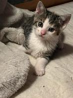 Super makke kittens, Dieren en Toebehoren, Katten en Kittens | Raskatten | Korthaar, Poes, Ontwormd