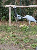 Jufferkraanvogel (Anthropoides virgo, Vrouwelijk, Overige soorten