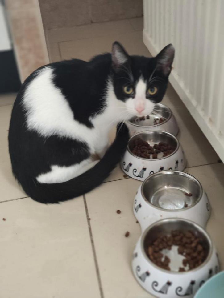 Kitten, Dieren en Toebehoren, Katten en Kittens | Overige Katten, Kater