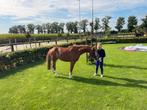 Lieve B pony, Dieren en Toebehoren, Pony's