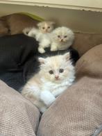 Perzisch langhaar kittens, Dieren en Toebehoren, Katten en Kittens | Raskatten | Langhaar, Meerdere dieren
