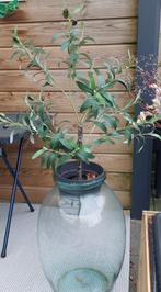 Kunst olijf boompje nieuw met glas, Bloeit niet, Overige soorten, Minder dan 100 cm, Ophalen