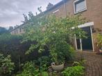 2 mooie grote hibiscus, Tuin en Terras, Planten | Struiken en Hagen, Ophalen, Overige soorten, 100 tot 250 cm
