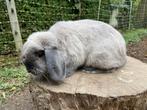 Mooie minilop ram te koop, Dieren en Toebehoren, Konijnen, Mannelijk, Dwerg