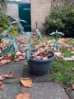 Goed gewortelde stek van een vlinderstruik (buddleja), Ophalen, Vlinderstruik, Struik, Minder dan 100 cm