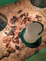 Jonge kuikens, Dieren en Toebehoren, Pluimvee, Meerdere dieren, Kip