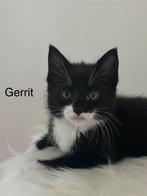 Prachtige en lieve kittens, Dieren en Toebehoren, Katten en Kittens | Overige Katten, Meerdere dieren, Kortharig, 0 tot 2 jaar