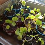 Pannekoekplantjes gezonde stekjes, Ophalen, Halfschaduw, Minder dan 100 cm