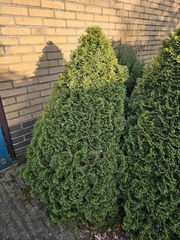 GRATIS af ta halen beschikbaar voor biedingen