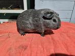 Gladhaar agouti beertjes, Dieren en Toebehoren, Augustus, Mannelijk, Cavia