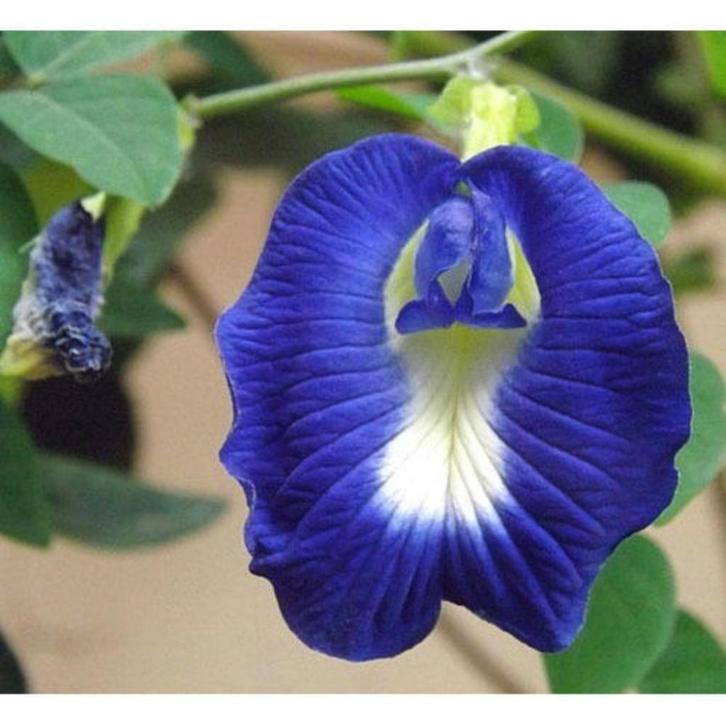 Clitoria Ternatea  zaden (Kittelplant), Tuin en Terras, Bloembollen en Zaden, Zaad, Voorjaar, Volle zon, Ophalen of Verzenden