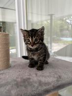 Halfbengaalse kittens, Dieren en Toebehoren, Katten en Kittens | Overige Katten, Kater