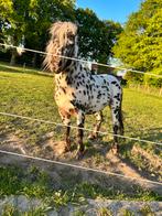 Super knap appaloosa hengstje ter dekking!, Dieren en Toebehoren, Hengst